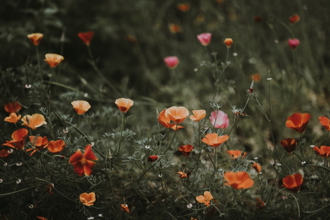 Descubre la magia de los Perfumes Inspirados en la Naturaleza