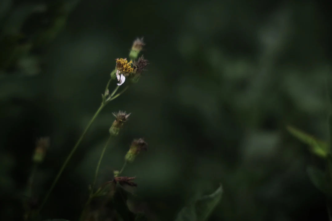 Perfumes y emociones conexión entre aromas y sentimientos