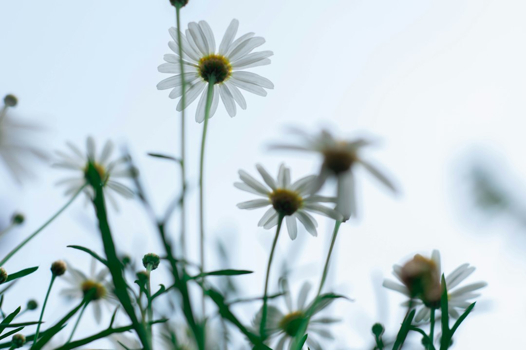 El Poder de los Perfumes Florales: Descubre la Magia de las Fragancias Naturales