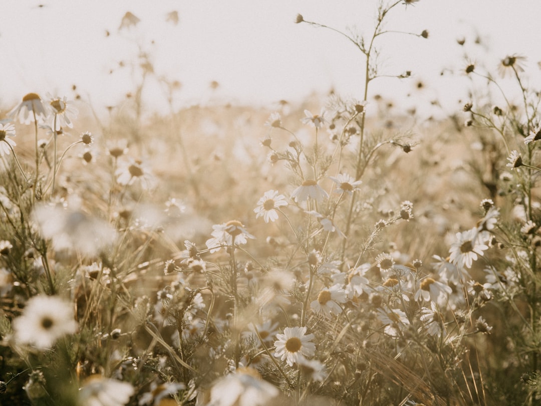 Descubre los Mejores Perfumes Inspirados en la Naturaleza: Frescos y Revitalizantes