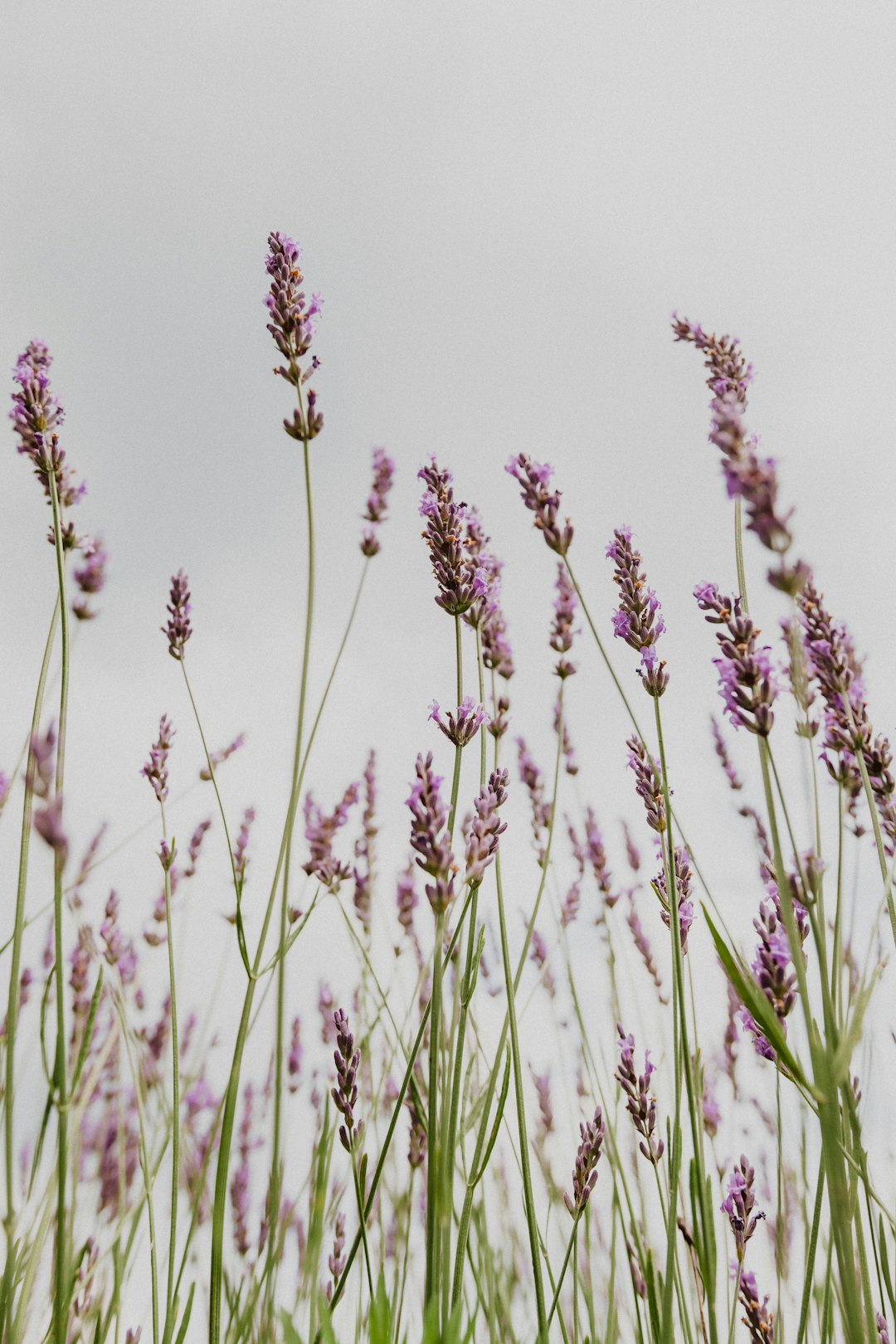 El Papel de la Aromaterapia en la Creación de Perfumes Relajantes