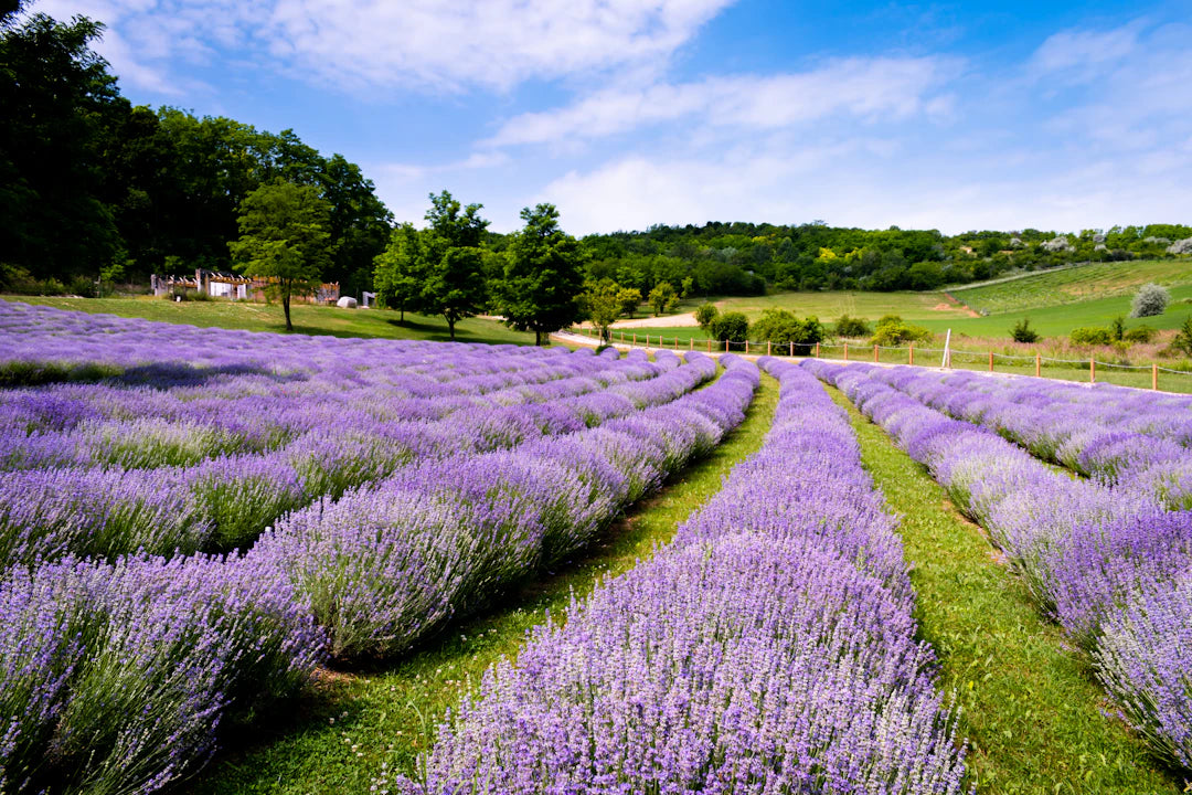 Fragancias frescas para el verano elige con elegancia