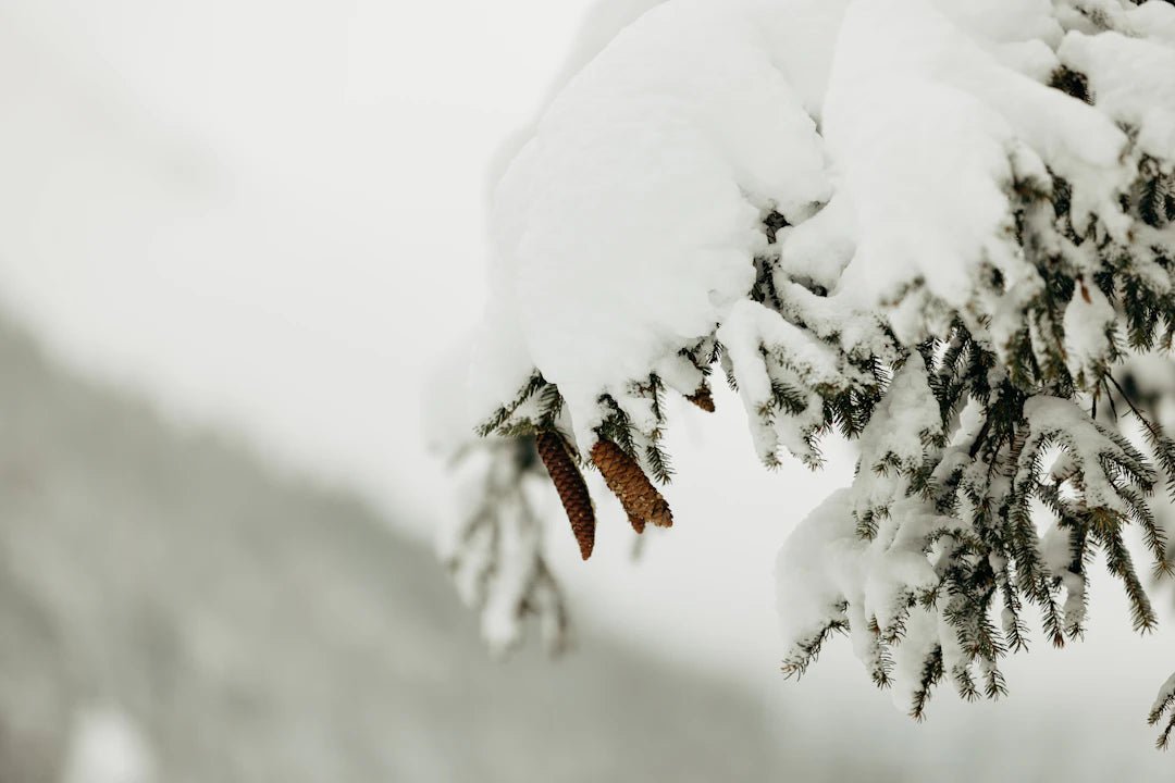 Fragancias masculinas amaderadas para el invierno