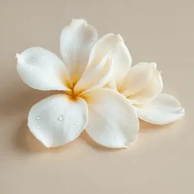 Perfumes femeninos esencia Floral