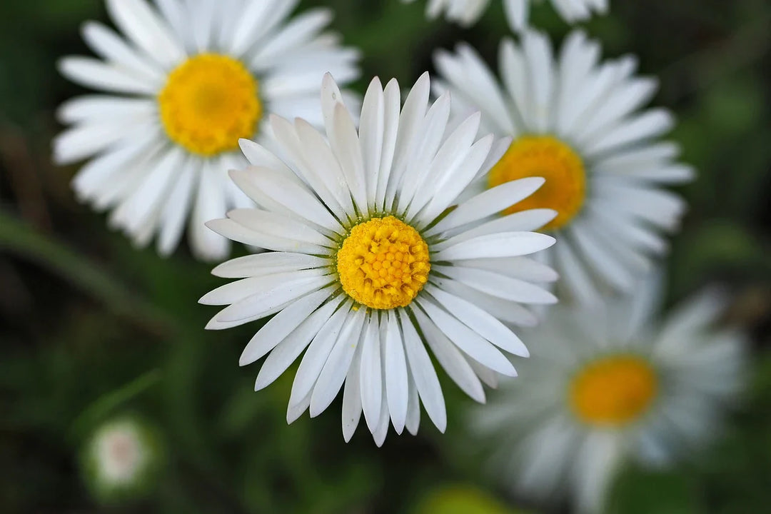 Perfumes primavera hombre y mujer