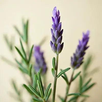 Francias y Perfumes Fresco Hombre