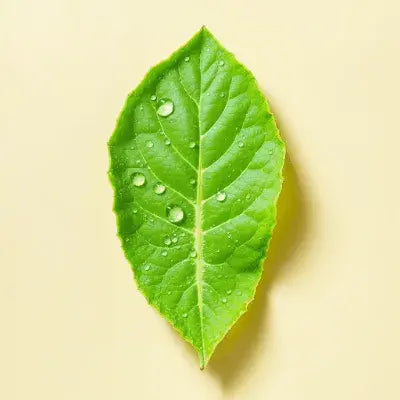 Perfumes frescos Mujer: Frescura femenina en una Fragancia Equivalencia